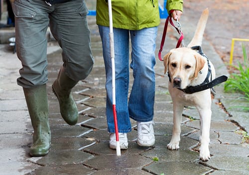 Service Animals